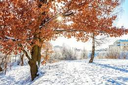 frost covered trees in snowy forest